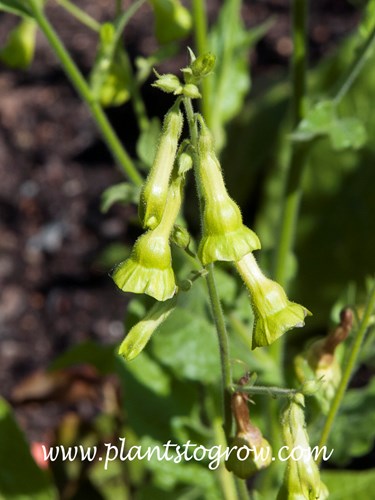 Lime Tree Flowering Tobacco (Nicotiana langsdorfii)
The tubular pendulous lime green flowers.